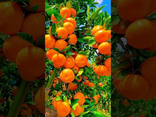 Orange Farming |orange harvesting #satisfying #agriculture #farming @yummyfarm