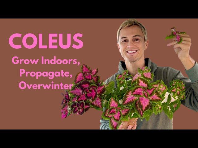 COLEUS: How to Grow Indoors, Propagate, and Overwinter