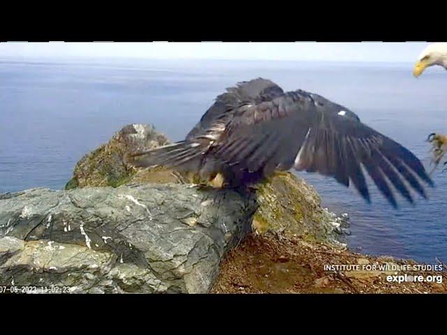 Explore.org West End Bald Eagles: The Funny Boys (and mum) / Waiting For Food. 5-8 Jul 2023