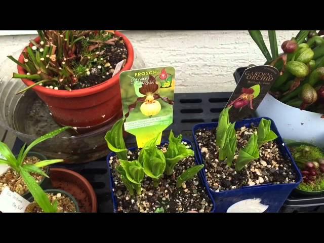 DISA AND CYPRIPEDIUM ORCHIDS TOGETHER AT LAST & VENUS FLY TRAP AND COBRA LILY UPDATE