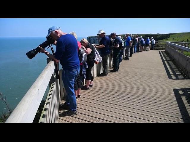 RSPB Bempton Cliffs. 14th May 2019