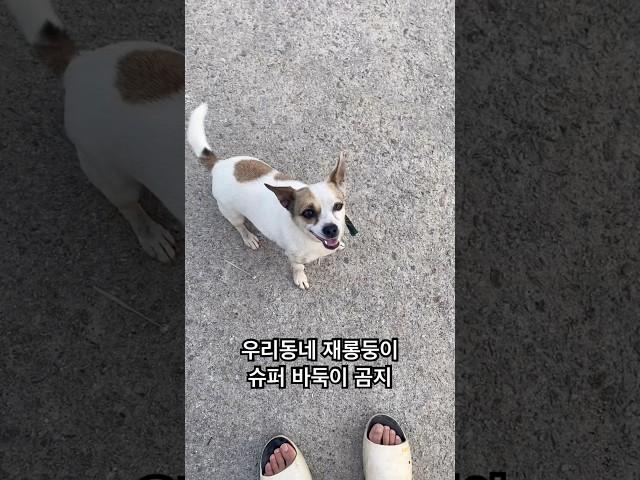 우리동네 재롱둥이 슈퍼 바둑이 곰지 #for복돌이 #애견영상 #시골개 #시골강아지 #愛犬 #doglife