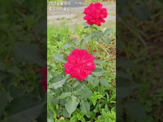 #힐링스 #6월 꽃들 #강원도 #여름꽃 #원예치료연구소 #flowers #치유정원