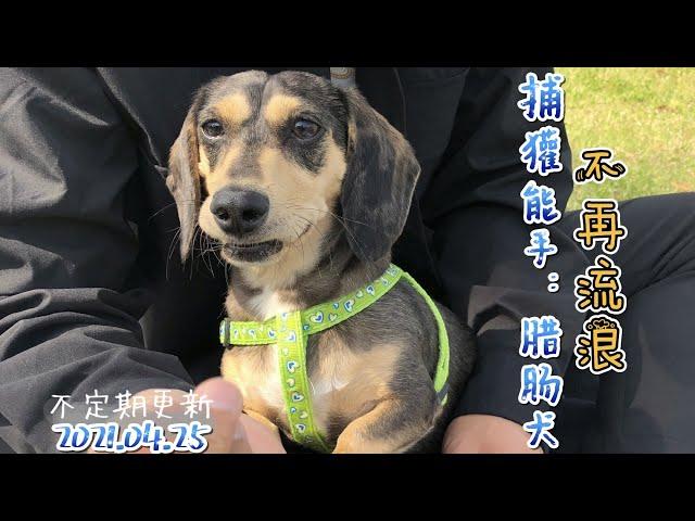 韩国领养的两岁半小腊肠#宠物领养 #腊肠犬