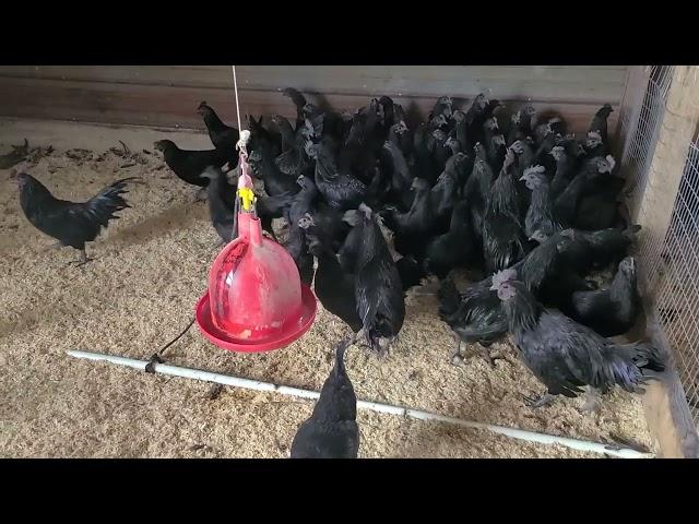 Ayam cemani chicken at breeding farms | Cackle Hatchery