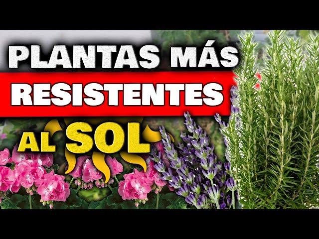 TOP 5 PLANTAS MÁS RESISTENTES al SOL DIRECTO y CALOR | Huerto Urbano | Huertas Urbanas y Jardín