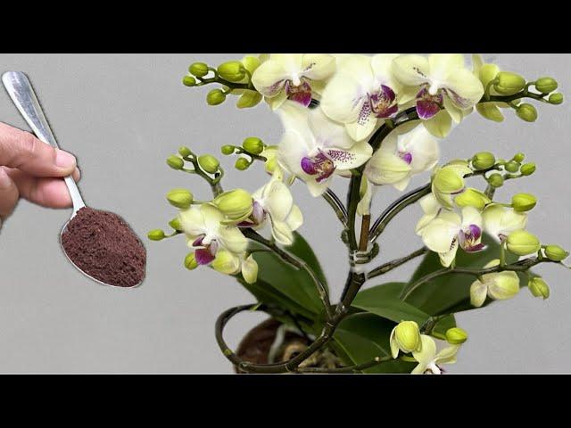 Just sprinkle a little! Orchids immediately bloom all year round in this easy way