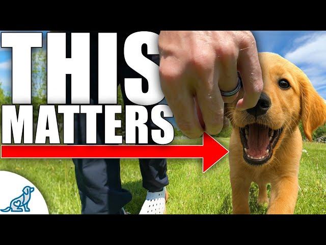 How To Teach Your Dog To Walk Like A Pro!