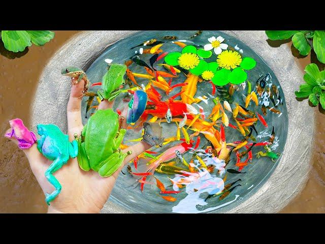 Catch Many Beautiful Colorful Ornamental Fish In Tiny Pond, Frogs, Black Ranchu Fish, Land Arowana