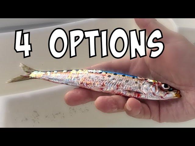 4 ways to hook LIVE BAIT [SoCal Sportboat Fishing]