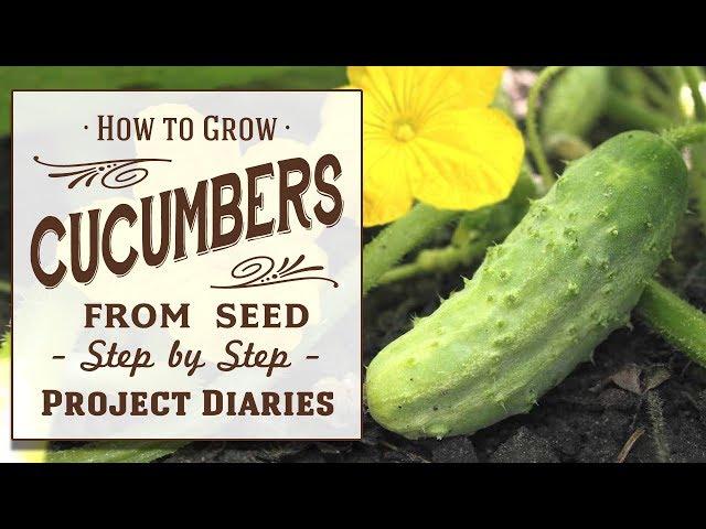  How to: Grow Cucumbers from Seed (A Complete Step by Step Guide)