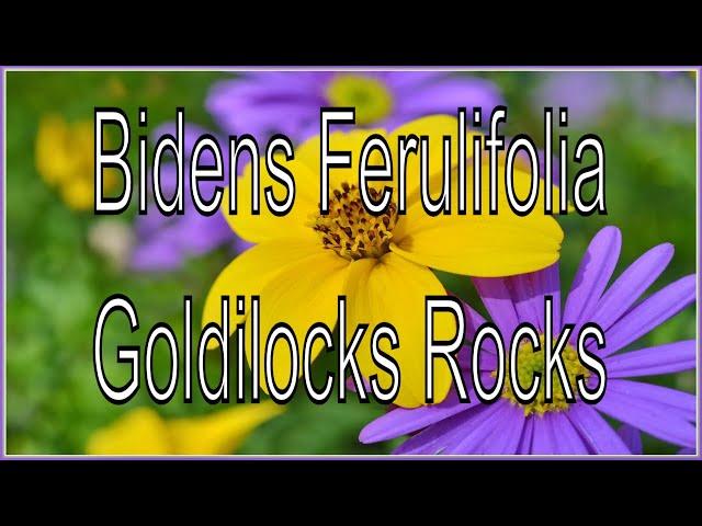 Bidens Ferulifolia  Goldilocks Rocks   [Proven Winners]