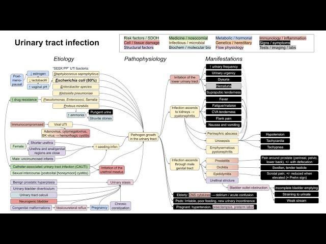 Urinary tract infection, UTI (mechanism of disease)