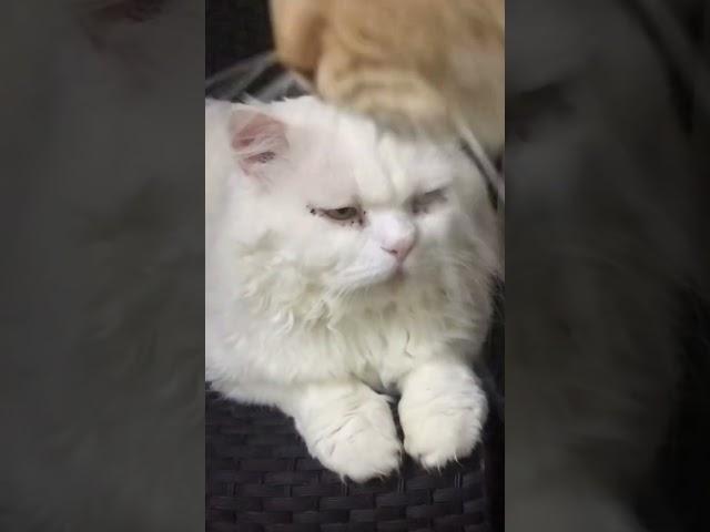 Persian cat  short#youtubeshorts #persaincat #catlover #viralshort