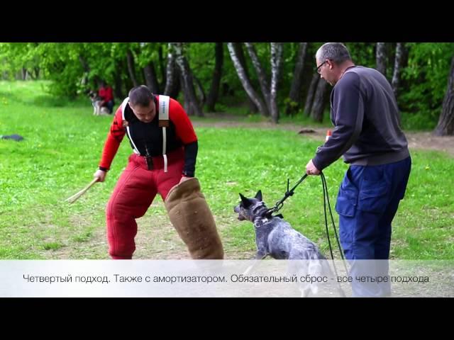 Защитная служба. Постановка хватки возбудимой собаки