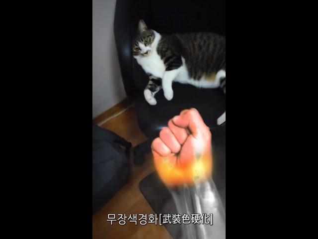 해외에서 난리난 무장색 패기 쓰는 고양이ㅋㅋㅋㅋ #Shorts