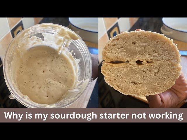 Why is my sourdough starter not working : Sourdough starter not rising day 7 : Troubleshooting