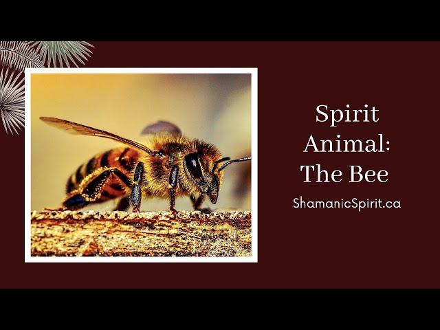 Animal Spirit Guide - The Honeybee (Shamanic Power Animal). Bee Symbolism