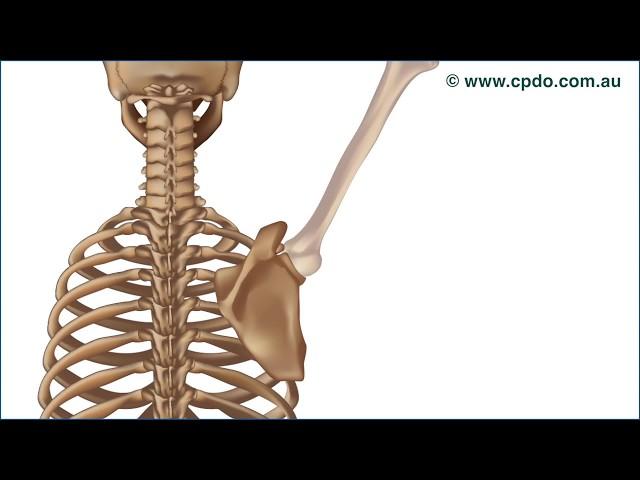 Scapulohumeral Rhythm - A Chiropractic Online CE™ Production