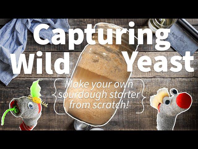 Capturing Wild Yeast 