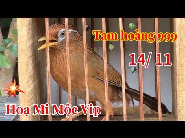 [ 14/ 11 ] Ngọc Lạng Sơn  Hoạ mi mộc tam hoàng vàng 999 - Mộc bộ khủng 70gam- chất lượng cao: