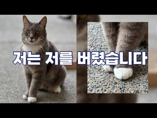 저는 저를 버렸습니다 / 저저버 냥이