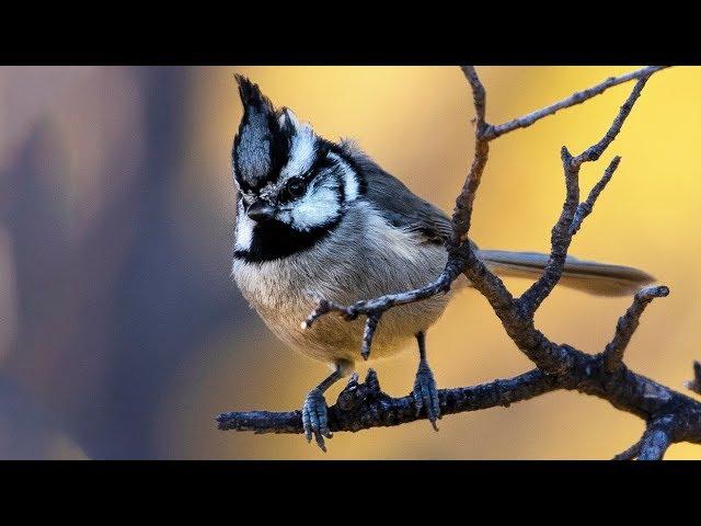 Wildlife Photography Tutorial: How To Photograph Small Birds