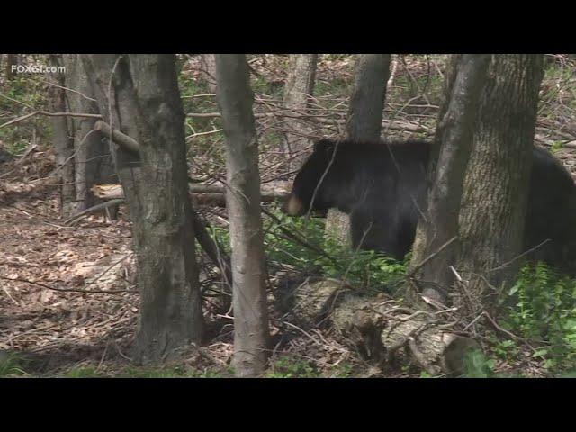 Nearly 70 reports of bears entering homes recorded so far in 2024: DEEP