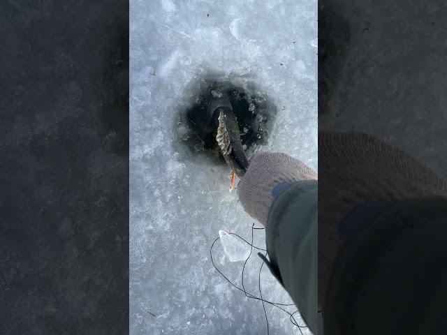 Adios pike #catchinbass #catchandrelaese #catchmorefish #pikefishing #pike
