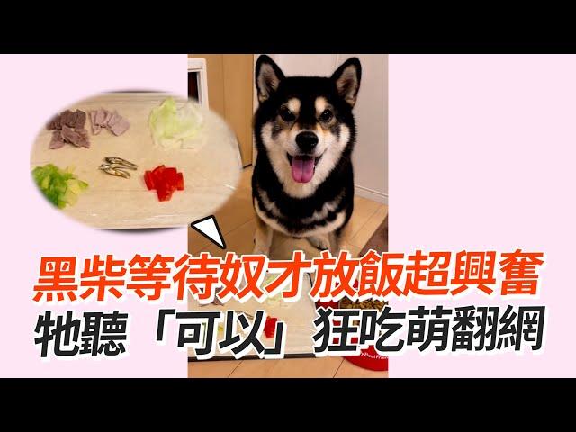 黑柴等飼主喊放飯指令！聽「開動」暴風進食｜寵物動物｜狗狗｜柴犬｜精選影片