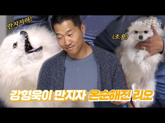 보호자가 만지면 입질하던 강아지! 강형욱 훈련사가 빗질해주니까 얌전하다..? | 개는 훌륭하다 EP09 | KBS 200104 방송