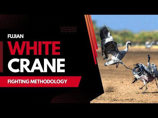 White Crane Kung Fu Movement & Fighting Methodology