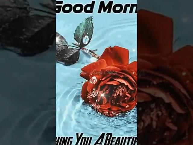 Good Morning Status Video. Good Morning whatsapp Status Video