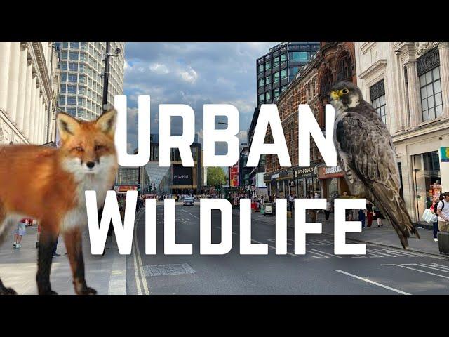 What Wildlife lives in UK towns and Cities?