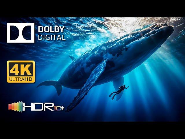 Ocean's Paradise in Dolby Vision ( 4K HDR )