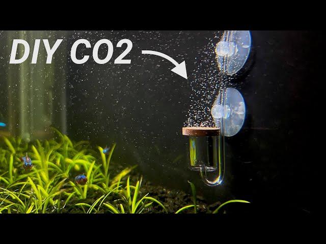 DIY CO2 For Planted Aquarium! (Cheap and Easy)