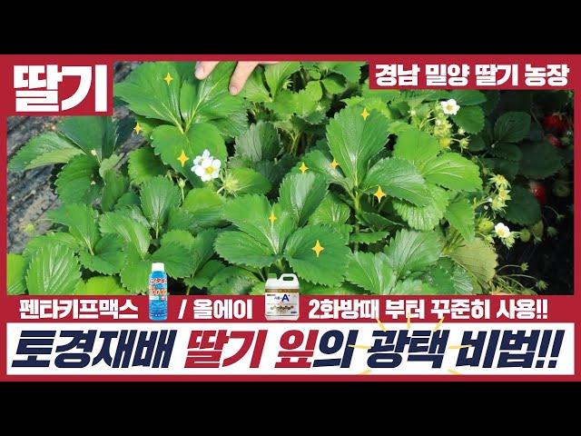 [대박농사TV 64] 경상남도 밀양 토경 딸기 4화방 수확중이십니다. 딸기 잎, 뿌리 관리. 수확 후 3~5일까지도 물러지지 않고 딸기를 비대 잘 시키셨습니다.