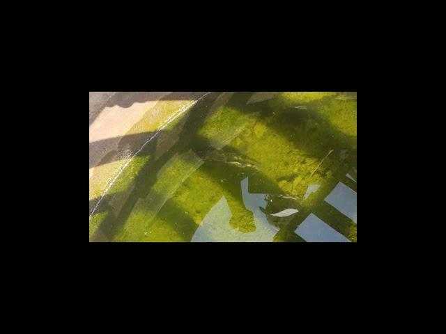 Буль- Буль карасики #shorts #мем #прикол #лайк #подписка #карась #вода #колеса #деревня #село #юрга