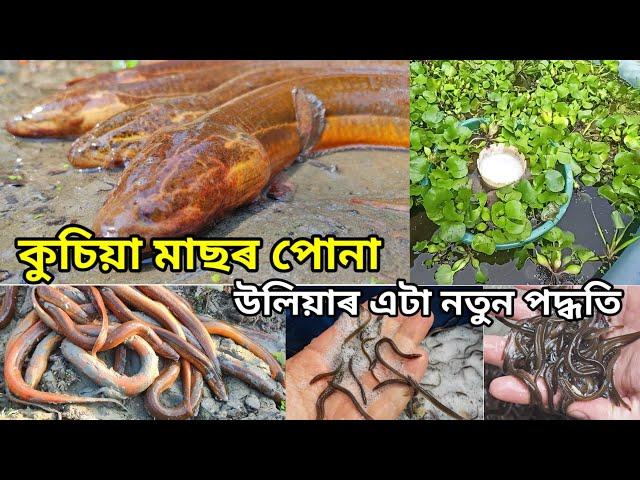 eel fish breeding new technique / ell fish breeding / how to make money by breeding eel fish