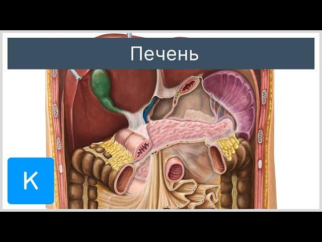 Анатомия печени - Анатомия человека | Kenhub