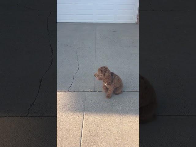 Puppy is learning advance “come stop” drill @16weeks# puppytraining #trending #dogcoach #dog