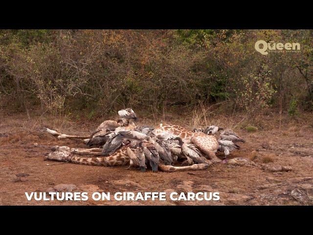 The Circle of Wild Life | Vultures Feed on a Giraffe Carcass