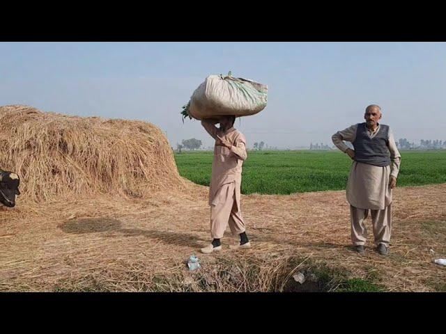 Real Village Life In Punjab Pakistan | Old Culture Life Style In Punjab Village | Rural Life's