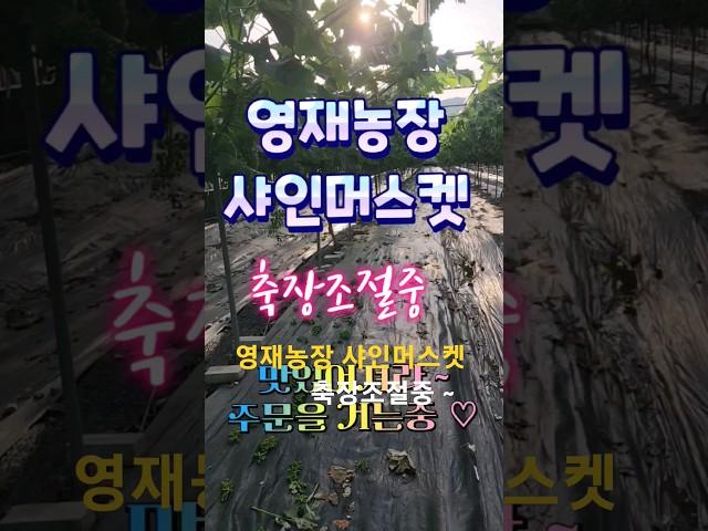 샤인머스켓 맛있어지는중