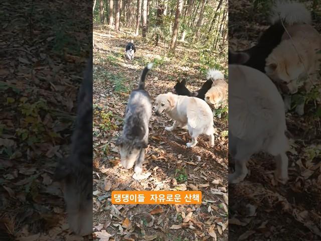 "댕댕이 10님매 가장 행복한 자유로운 힐링산책!" [241210]