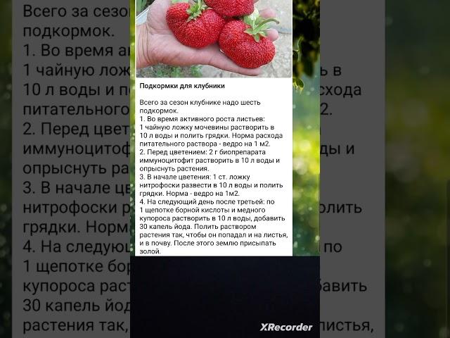 Подкормка Клубники