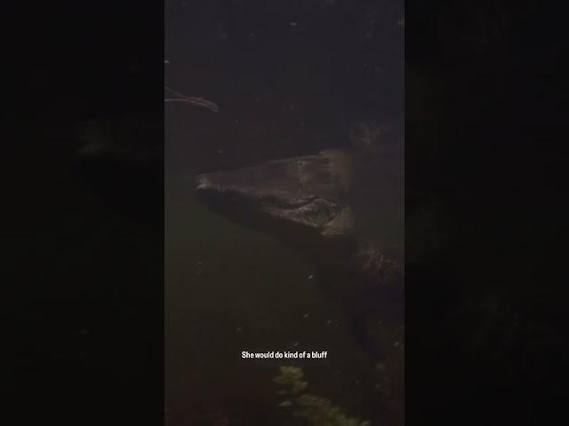 Diving with Massive Wild Alligators