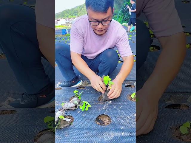 Farmers’ Secret Hack to Weed-Free Trees#farming #viralvideo #shorts