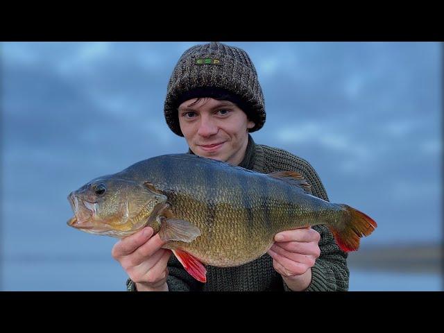 HOW to catch BIG PERCH