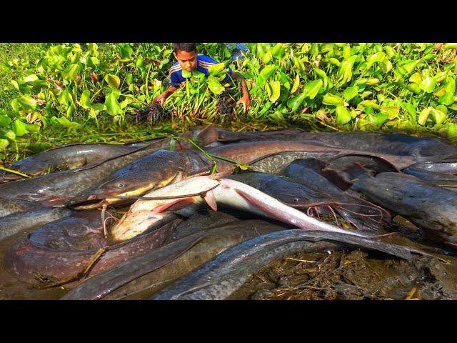 Searching Catfish in Dry Soil - Awesome Fishing in Water Hyacinth By Hand. Catfish Fishing Video